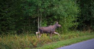 Metsästyskauden alku nostaa hirvikolarin riskiä – ajonopeuden lasku tehokkain tapa varautua