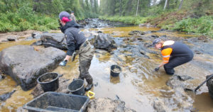 Metsähallitus on siirtänyt yli 4000 raakkua turvaan – Hukkajoen pelastustyö jatkuu ensi viikolla